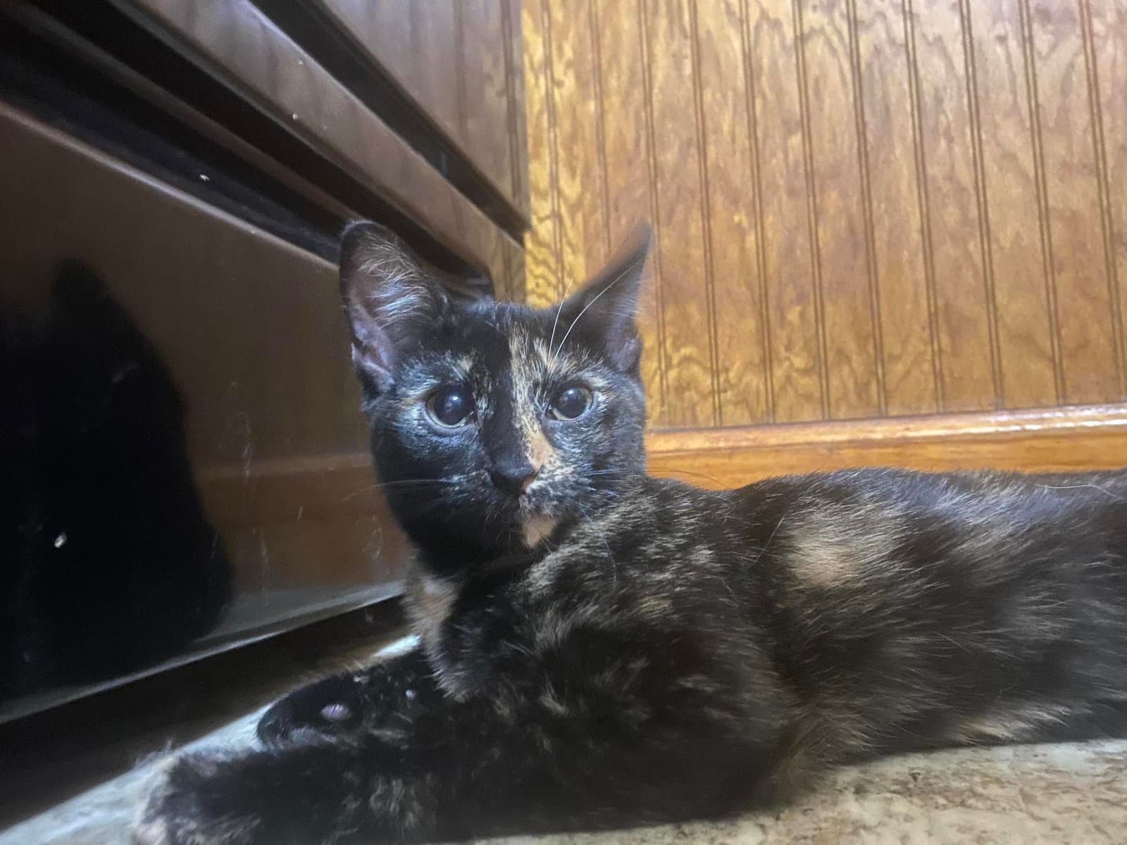 Tulip Foster Cat - Domestic Short Hair