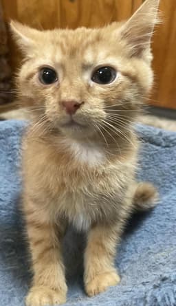 Rori Foster Cat image 1