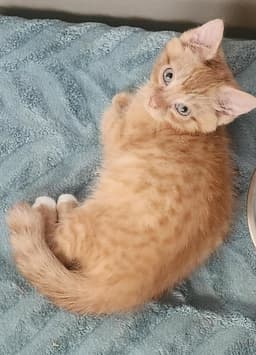 Rori Foster Cat image 2