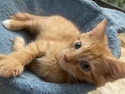 Rori Foster Cat image 3