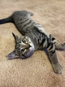 Nick Foster Cat image 2