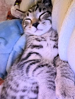 Nick Foster Cat image 3