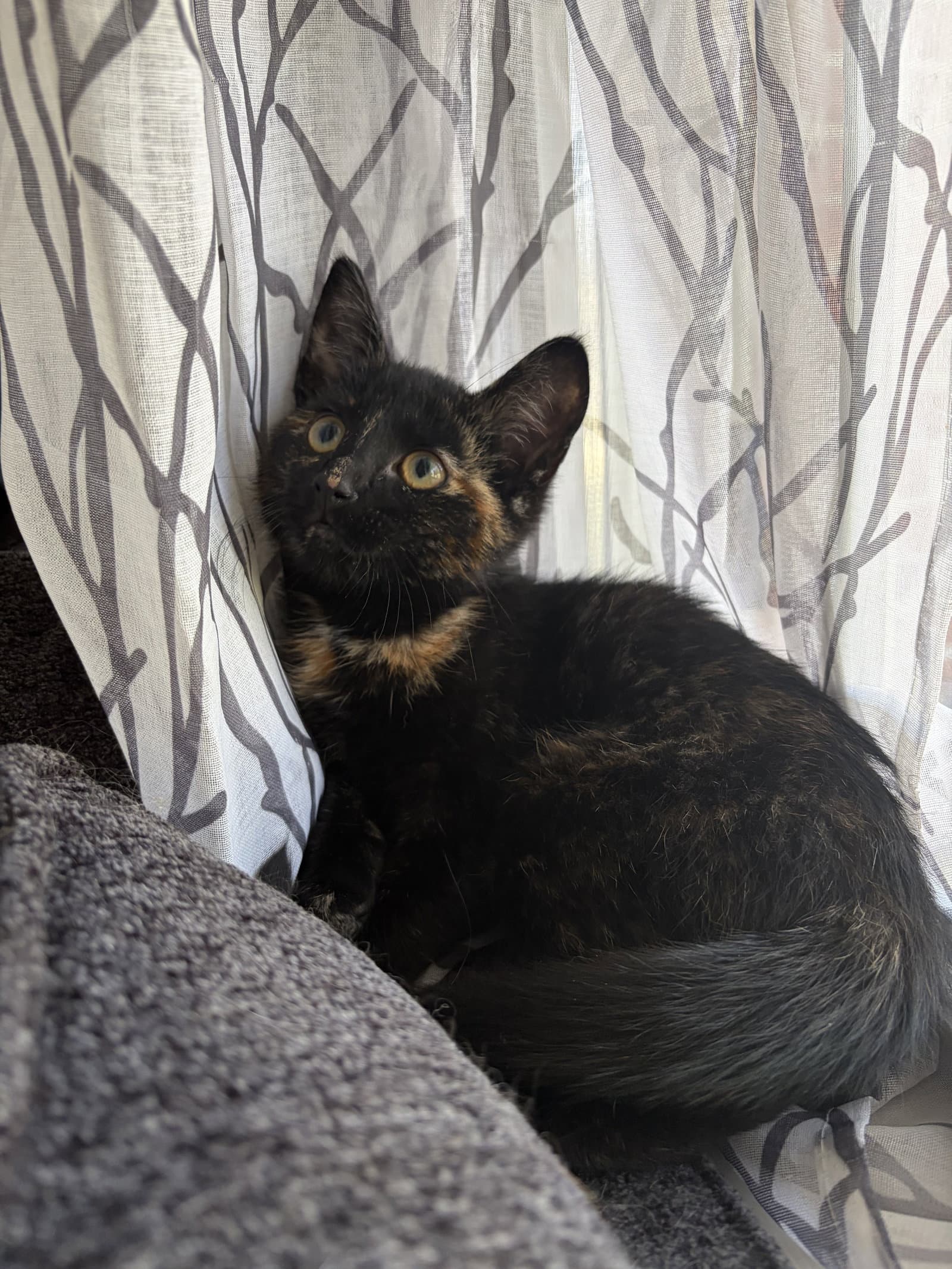 Judy Foster Cat - Domestic Short Hair