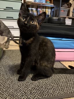 Judy Foster Cat image 3