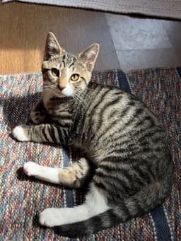 Jonah Foster Cat image 1