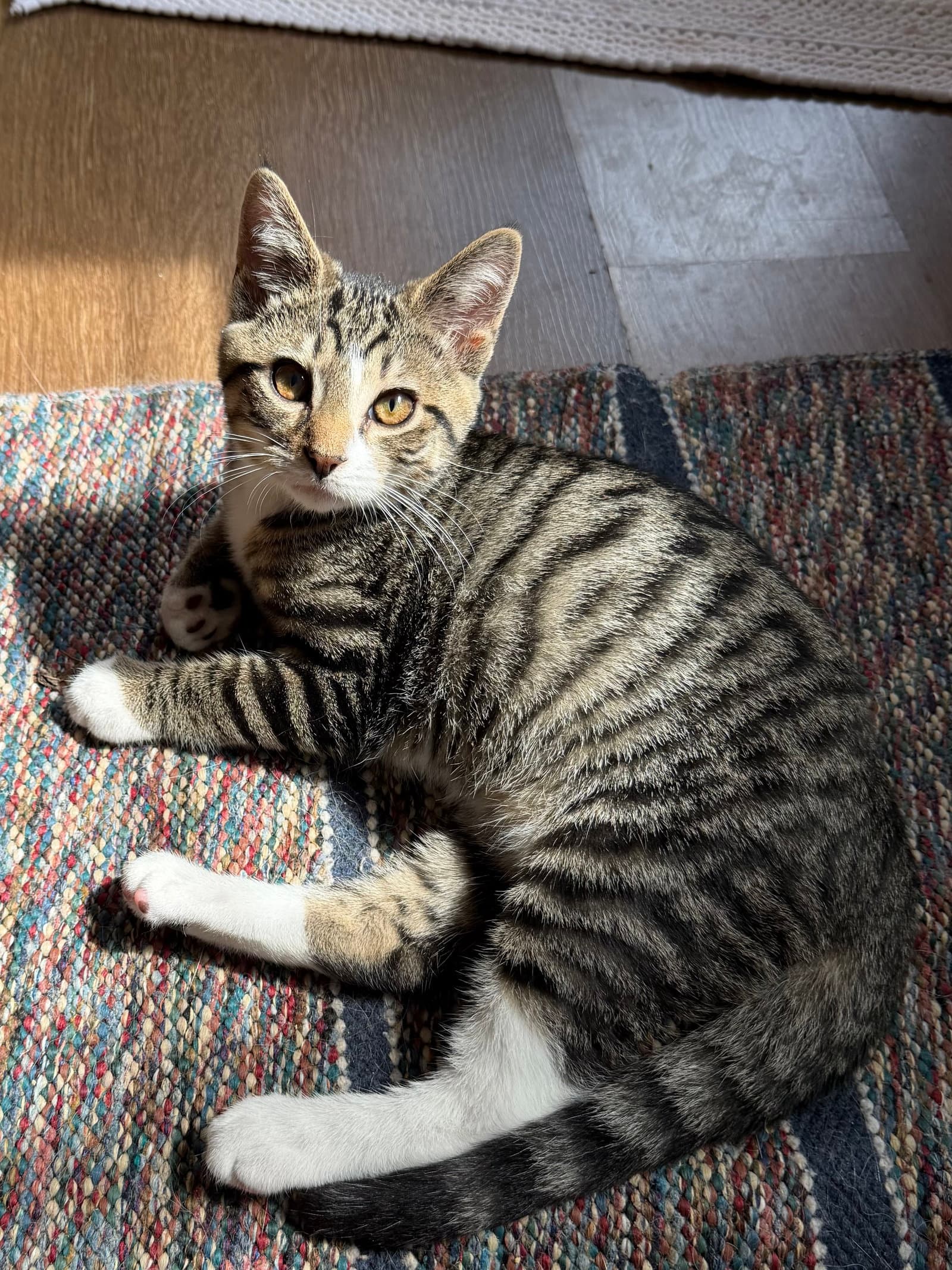 Jonah Foster Cat - Domestic Short Hair