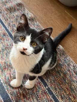 Rachel Foster Cat image 1