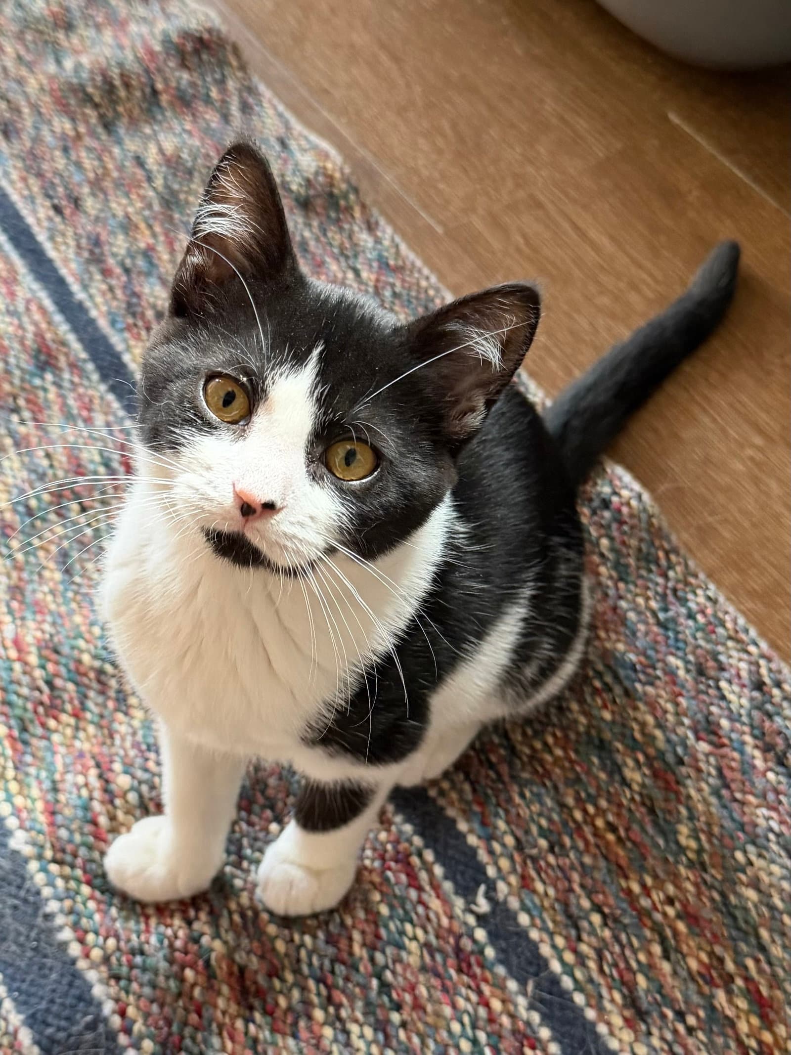 Rachel Foster Cat - Domestic Short Hair