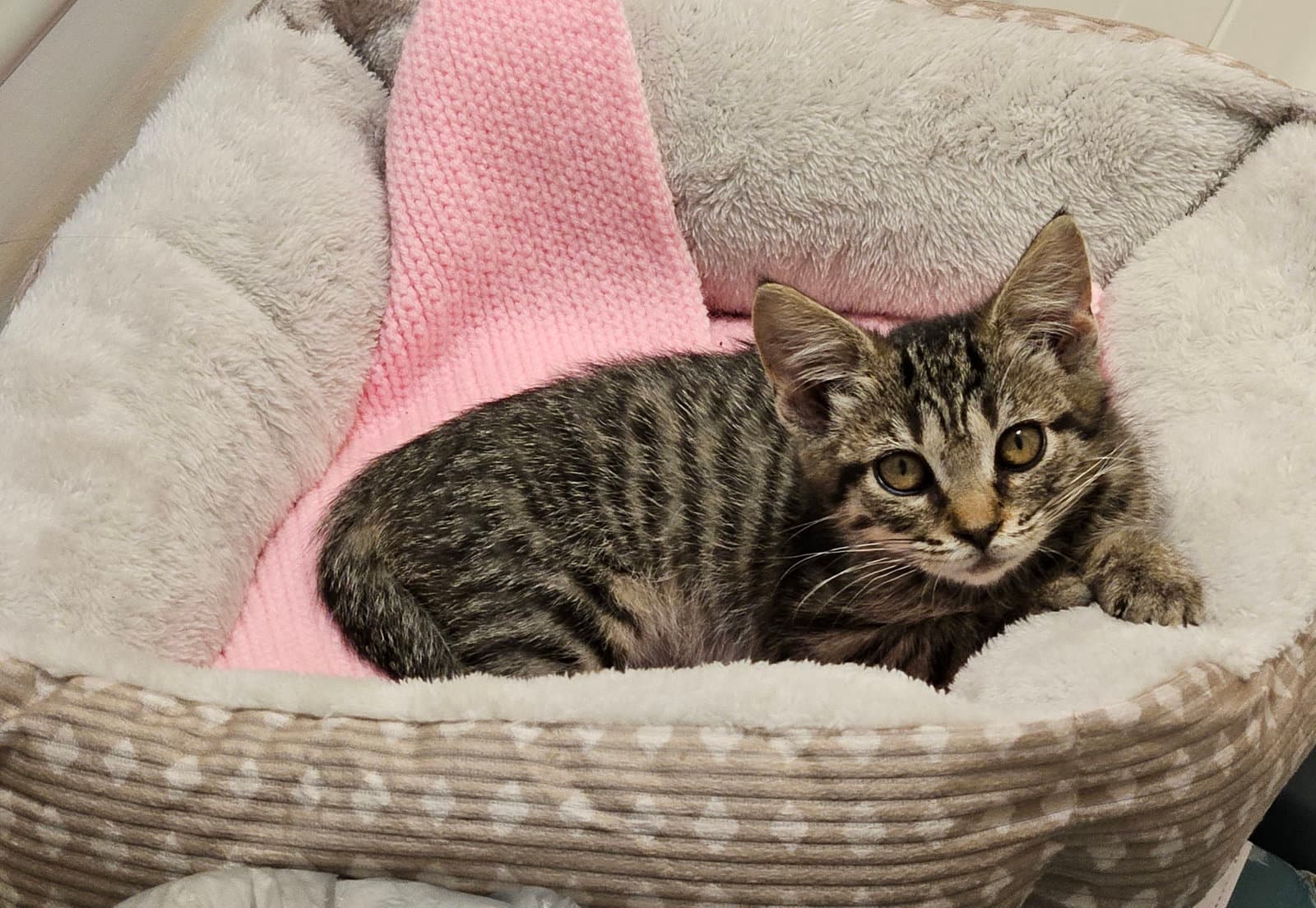 Cookie - Domestic Short Hair