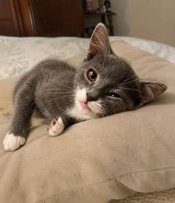 Mayo Foster Cat image 1