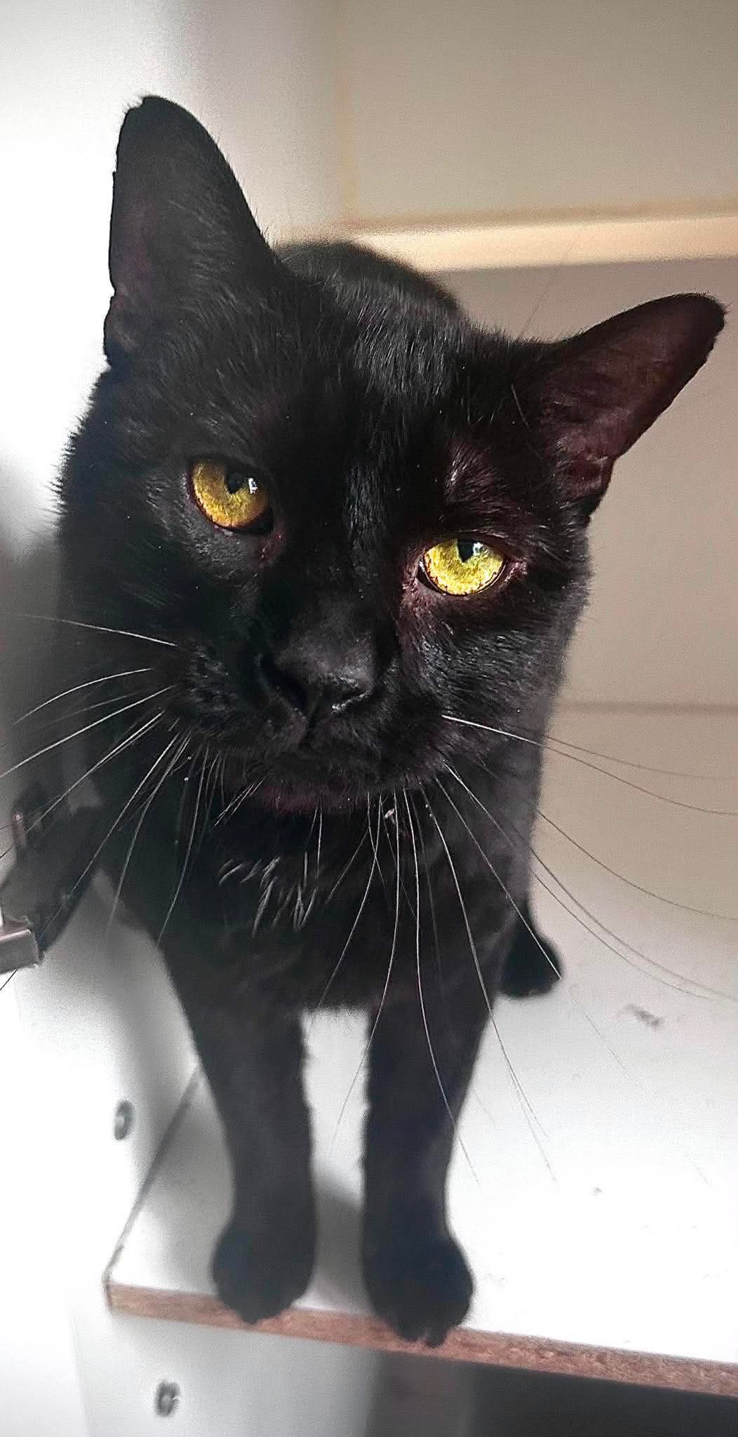 Guinness - Domestic Short Hair