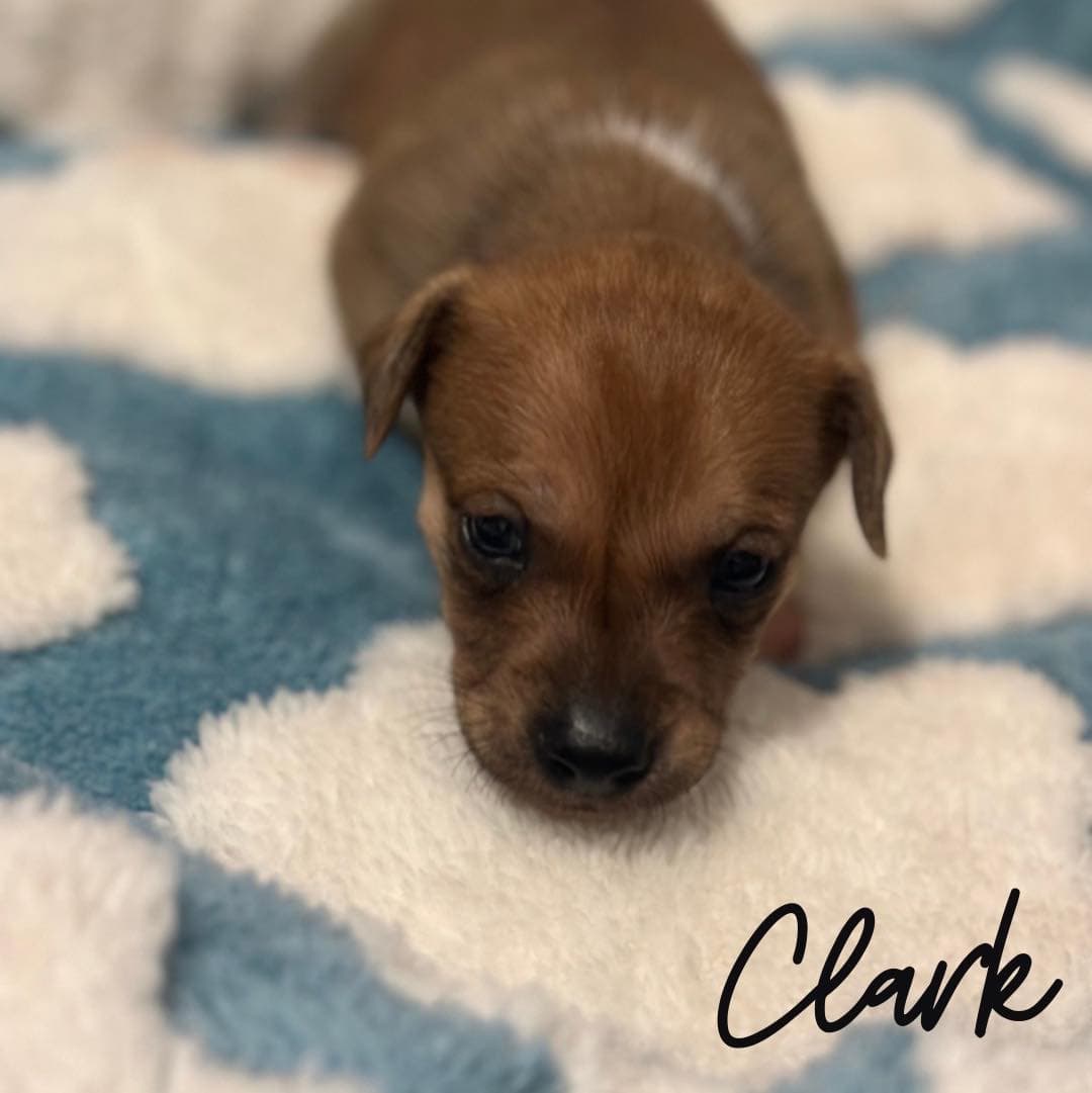 Clark - Unknown