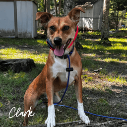 Clark image 2