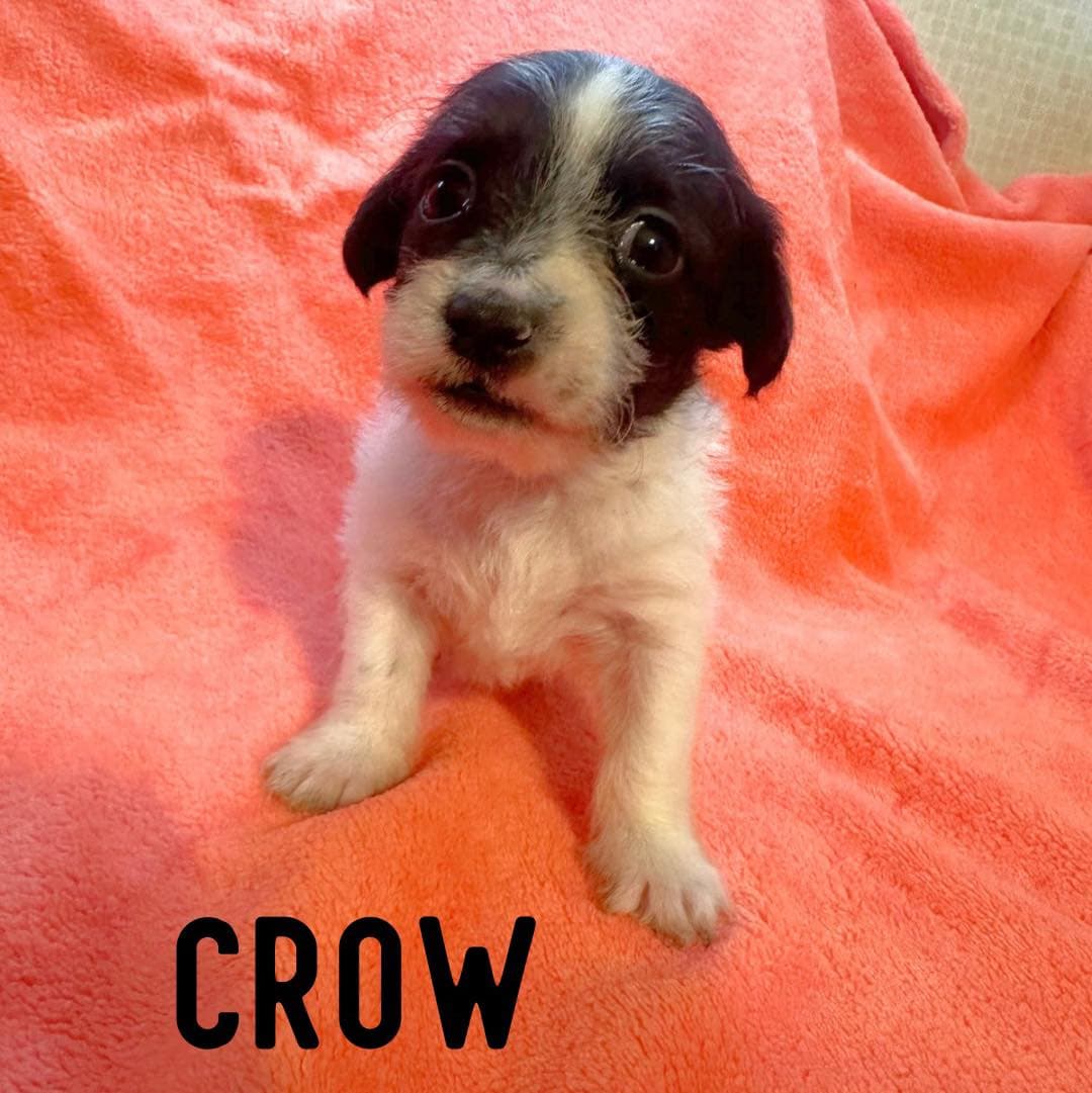 Crow - Shih Tzu