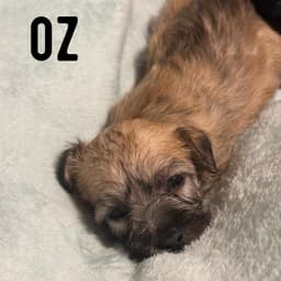 Oz image 1