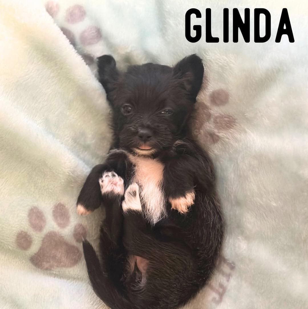 Glinda - Shih Tzu
