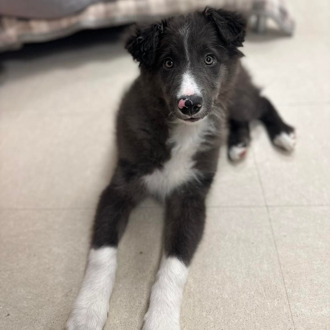 Miller - Border Collie