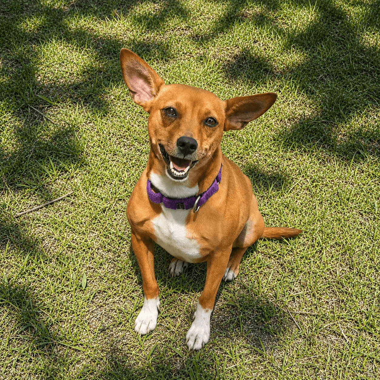 Ellen - Chihuahua