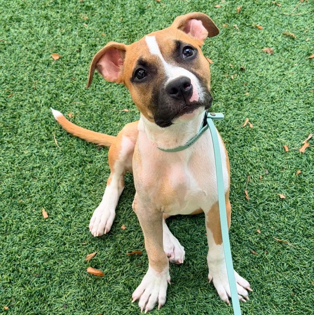 Dilly - Boxer