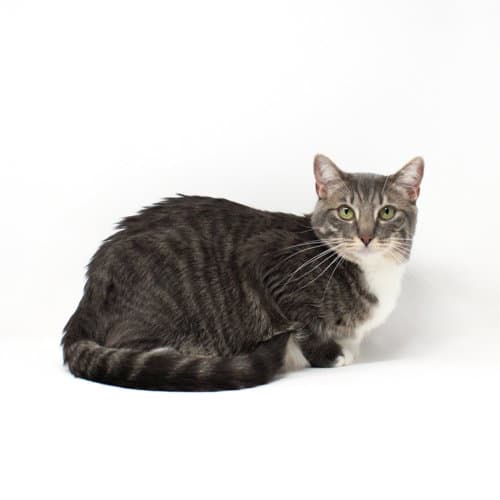 Hedwig - Domestic Short Hair