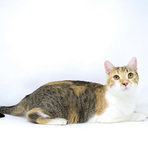 Pecan Sandie - Domestic Short Hair