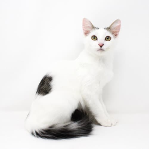 Lauren Conrad - Domestic Short Hair