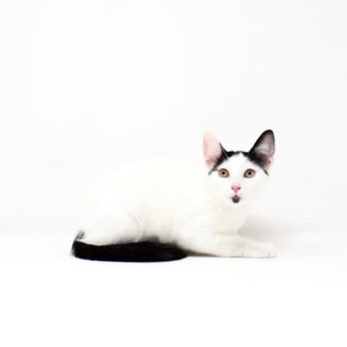 Lc - Domestic Short Hair