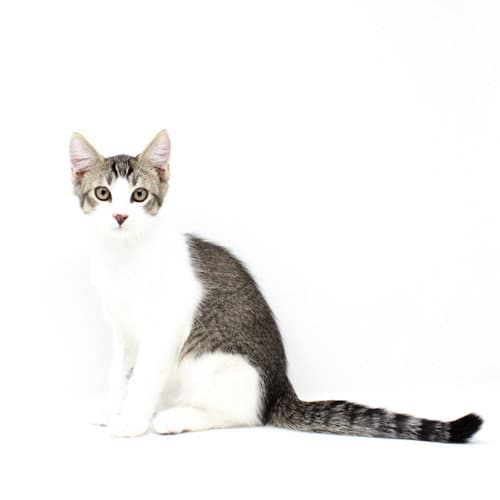 Stephen - Domestic Short Hair