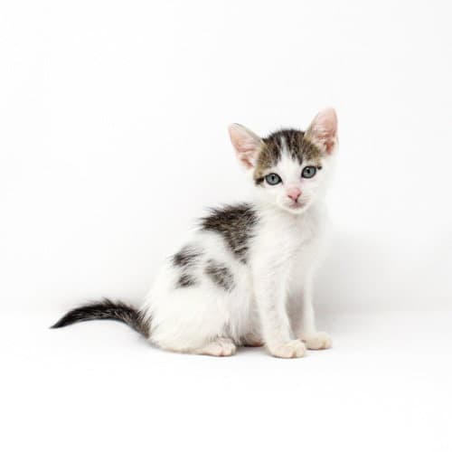 Grouse - Domestic Short Hair