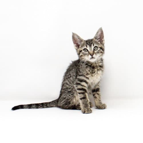 Mockingbird - Domestic Short Hair