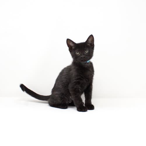 Antigone - Domestic Short Hair