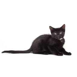 Octillia image 1