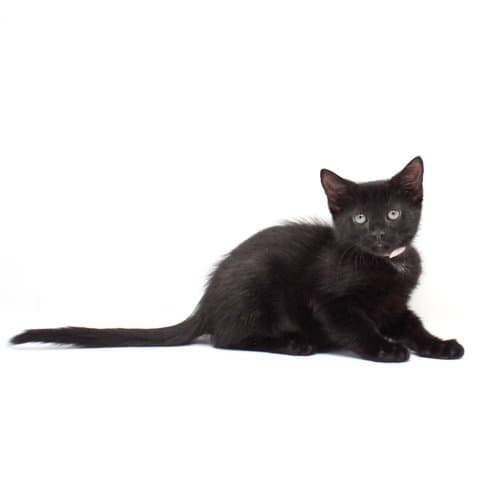 Octillia - Domestic Short Hair