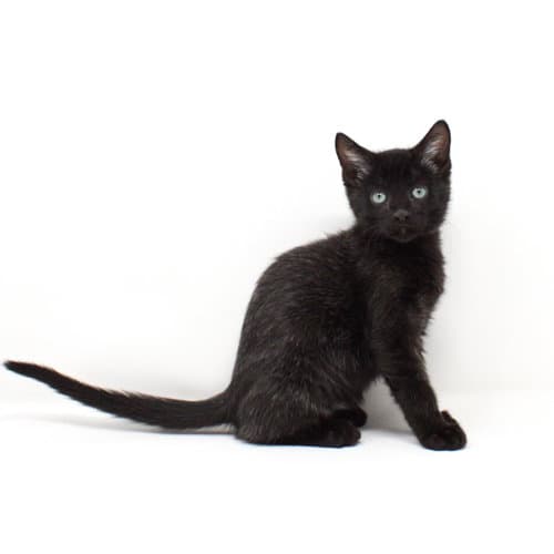 Zaddius - Domestic Short Hair