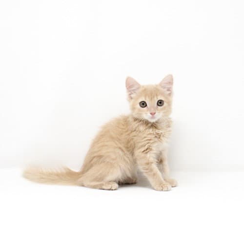 Pink Floyd - Domestic Short Hair