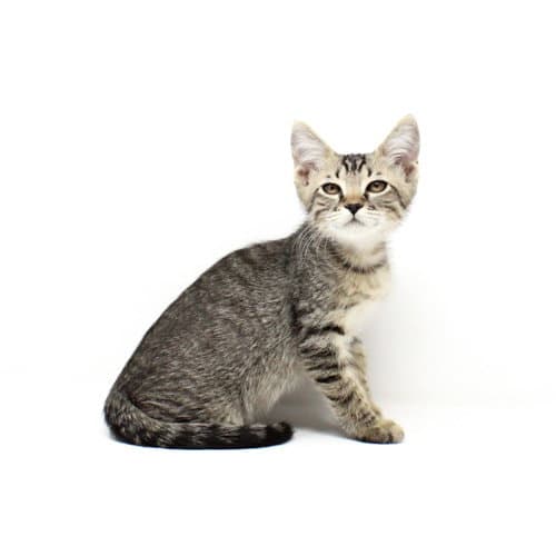 Sting - Domestic Short Hair