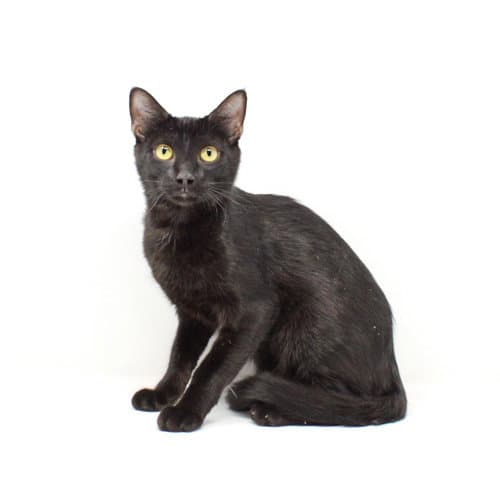Dr Doofenshmirtz - Domestic Short Hair