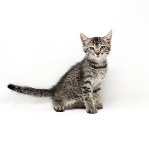 Sung - Domestic Medium Hair