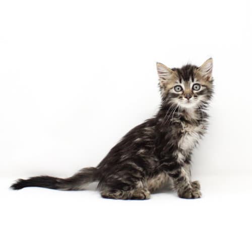 Sunmi - Domestic Medium Hair