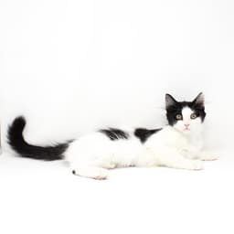 Princessly image 1