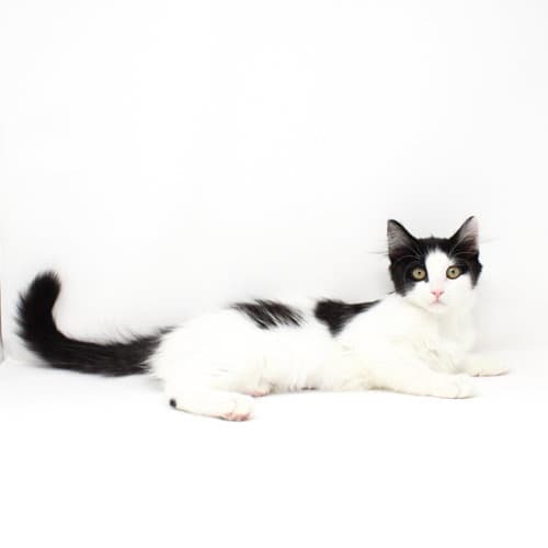 Princessly - Domestic Long Hair