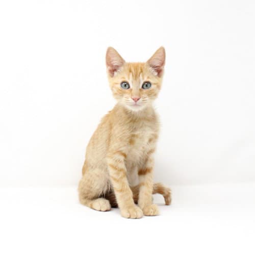 Lima - Domestic Short Hair