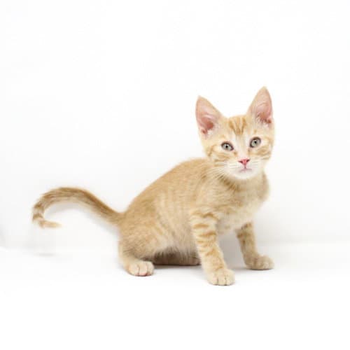 Tangelo - Domestic Short Hair
