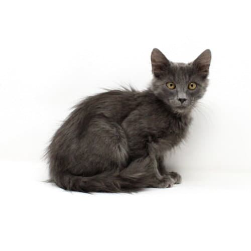Paddington - Domestic Short Hair