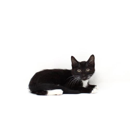 Pagoda - Domestic Short Hair