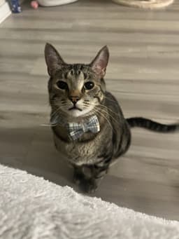 Pepper image 1