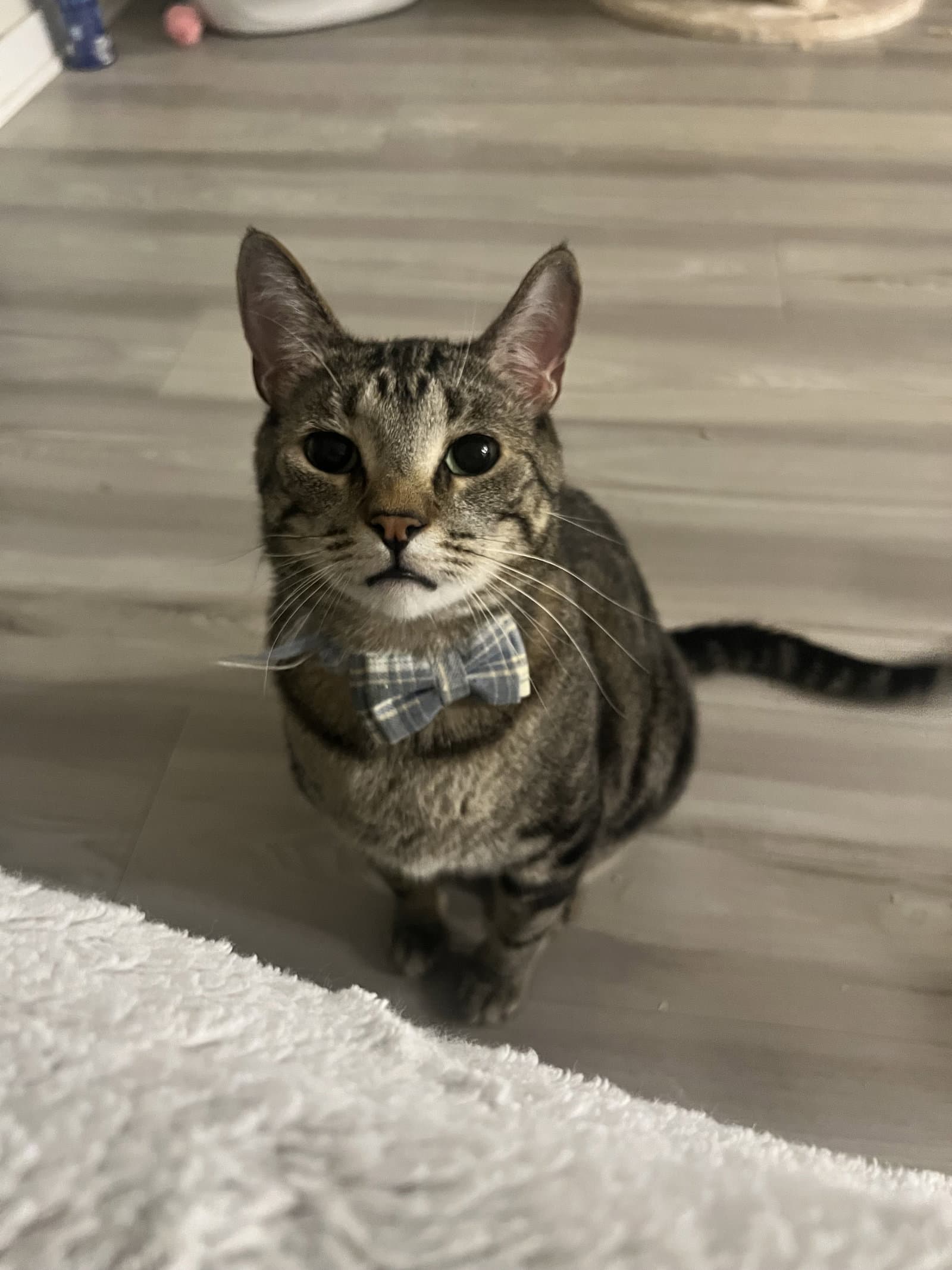 Pepper - Domestic Short Hair