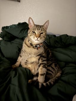 Pepper image 3