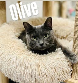 Olive image 1