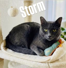 Storm image 1